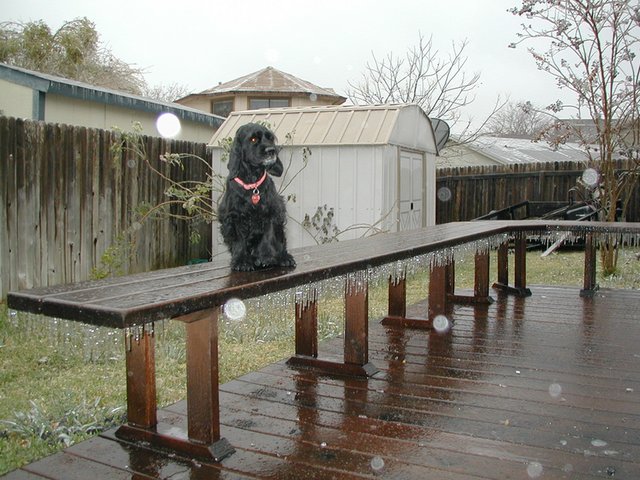 2000-12-13-Frozen-day-in-Texas-Scout-Deck-01.jpg