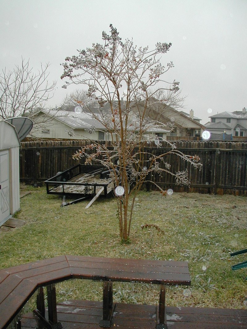 2000-12-13-Frozen-day-in-Texas-backyard-04.jpg
