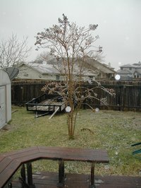 2000-12-13-Frozen-day-in-Texas-backyard-04.jpg
