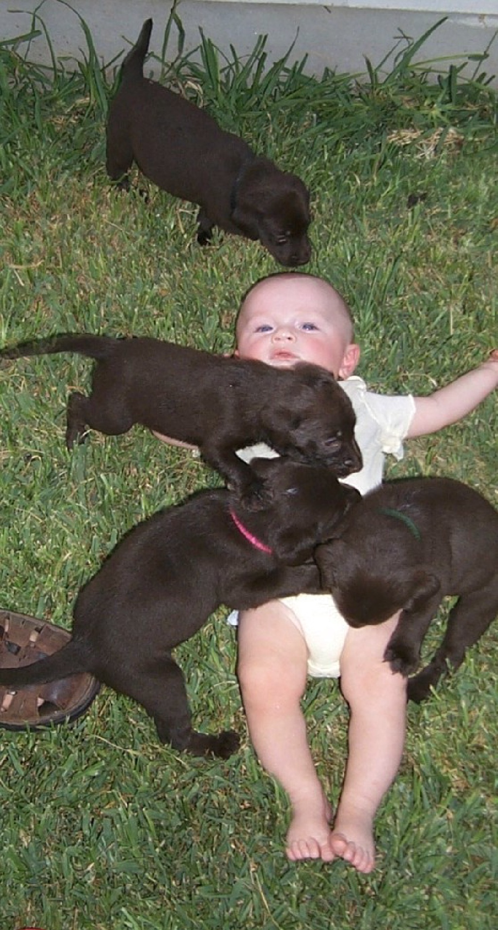 2000/Best/1024x768_2000-08-11-Puppies-Vale-2.JPG