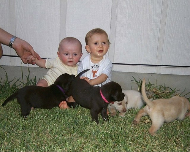 2000/Best/640x480_2000-08-11-Puppies-Vale-Chance-6.JPG