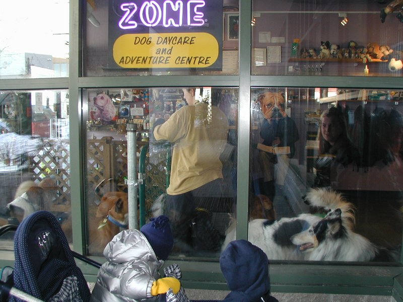 2001-02-14-Whistler-03-Chance-Vale-Doggie-Daycare.JPG