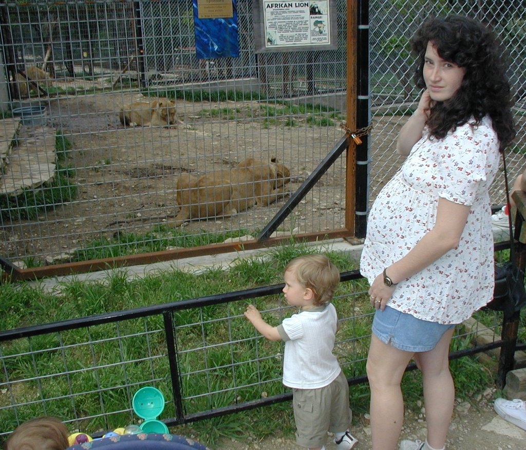 2001/04(April)/AustinZoo/1024x768_2001-04-07-03-Austin-Zoo-Chance-Suzi-Lion.jpg