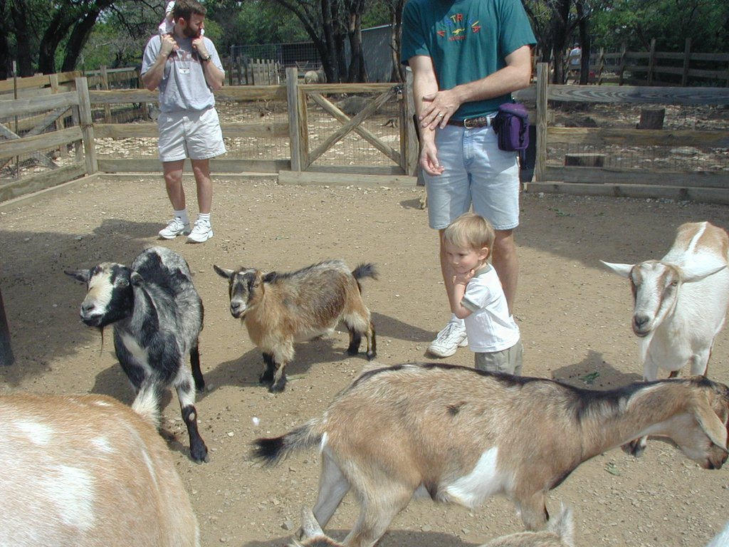 2001/04(April)/AustinZoo/1024x768_2001-04-07-05-Austin-Zoo-Chance-Goats.jpg