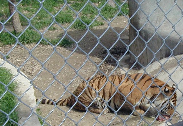 2001-04-07-04-Austin-Zoo-Tiger-eating.jpg