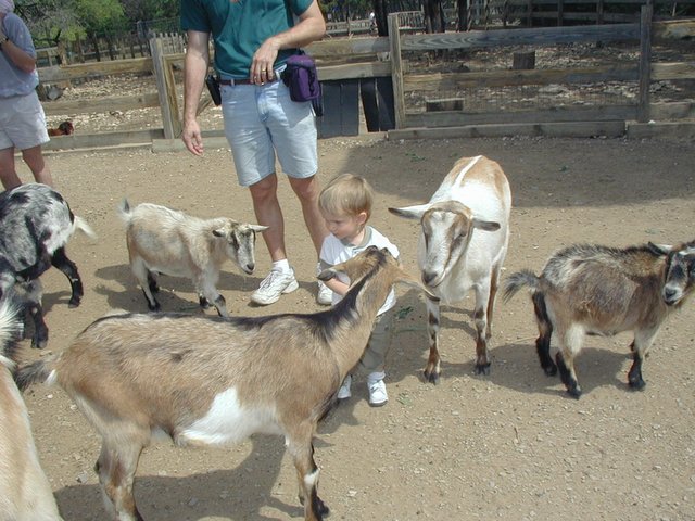 2001-04-07-06-Austin-Zoo-Chance-Goats.jpg