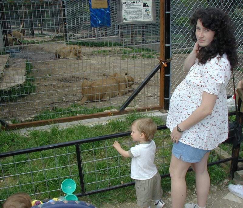 2001/04(April)/AustinZoo/800x600_2001-04-07-03-Austin-Zoo-Chance-Suzi-Lion.jpg