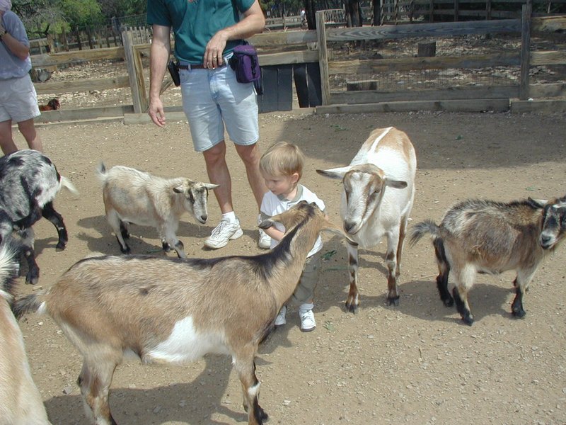 2001-04-07-06-Austin-Zoo-Chance-Goats.jpg