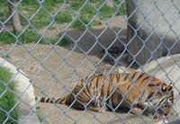 2001-04-07-04-Austin-Zoo-Tiger-eating.jpg