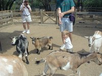 2001-04-07-05-Austin-Zoo-Chance-Goats.jpg