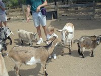2001-04-07-06-Austin-Zoo-Chance-Goats.jpg