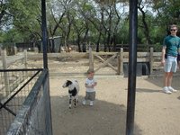 2001-04-07-08-Austin-Zoo-Chance-Goat.jpg