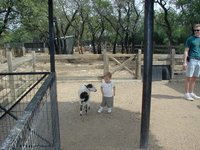 2001-04-07-09-Austin-Zoo-Chance-Goat.jpg