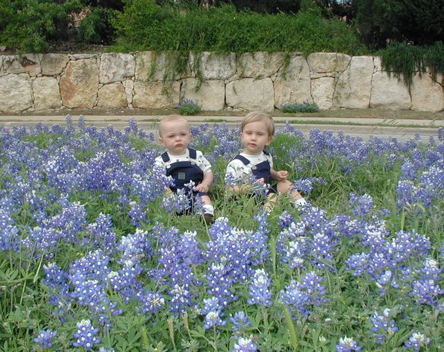 2001/04(April)/BlueBonnets/640x480_2001-04-07-BlueBonnets-04-Chance-Vale.jpg