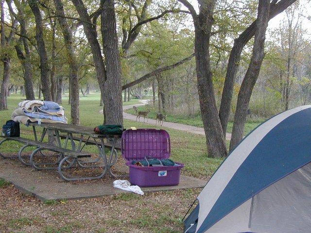 2001-10-26-Camping-McKinney-Falls-04-deer-walking-on-trail.JPG