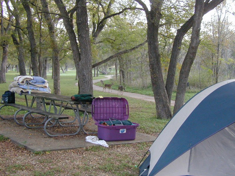 2001/10(October)/Camping-McKinney-Falls/800x600_2001-10-26-Camping-McKinney-Falls-04-deer-walking-on-trail.JPG