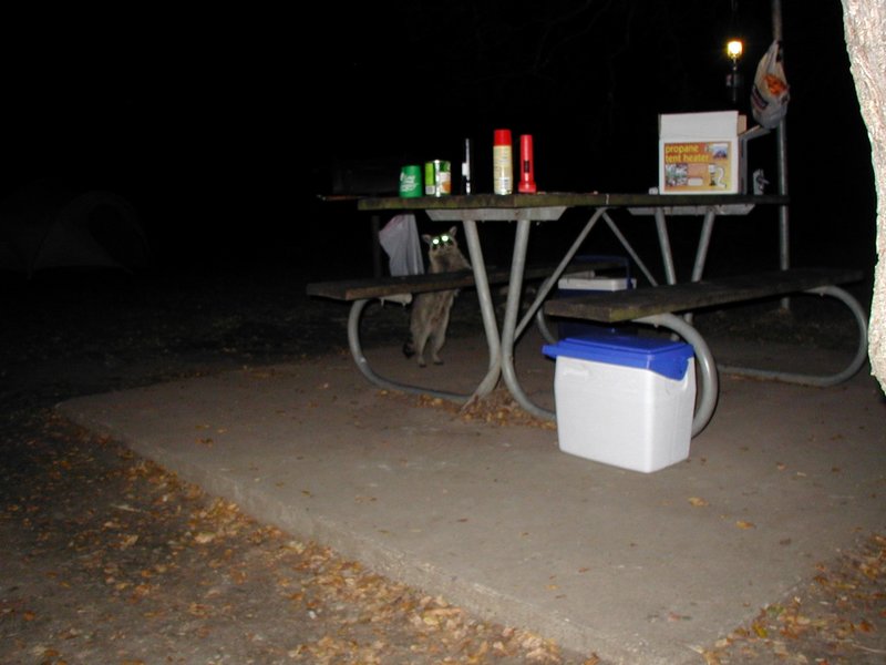 2001-11-26-McKinney-Falls-Camping-10-racoon.JPG