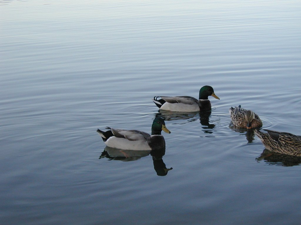 2002/11(November)/Camping/1024x768_2002-11-10-Ink-Lake-Camping-08-ducks.JPG