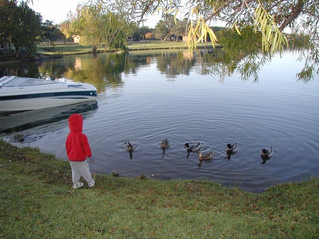 2002/11(November)/Camping/640x480_2002-11-10-Ink-Lake-Camping-04-ducks-Chance.JPG