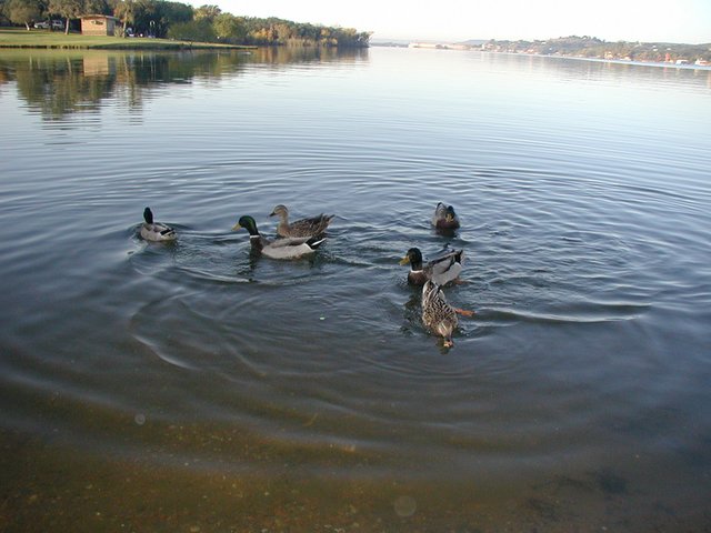 2002/11(November)/Camping/640x480_2002-11-10-Ink-Lake-Camping-05-ducks.JPG