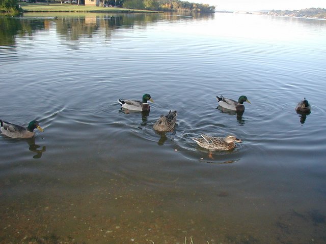2002/11(November)/Camping/640x480_2002-11-10-Ink-Lake-Camping-06-ducks.JPG