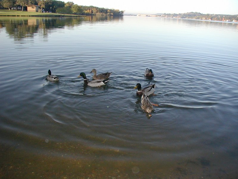 2002/11(November)/Camping/800x600_2002-11-10-Ink-Lake-Camping-05-ducks.JPG