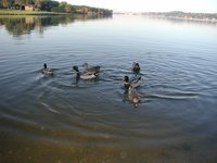 2002-11-10-Ink-Lake-Camping-05-ducks.JPG