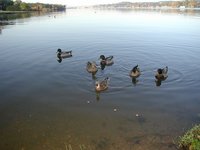 2002-11-10-Ink-Lake-Camping-07-ducks.JPG