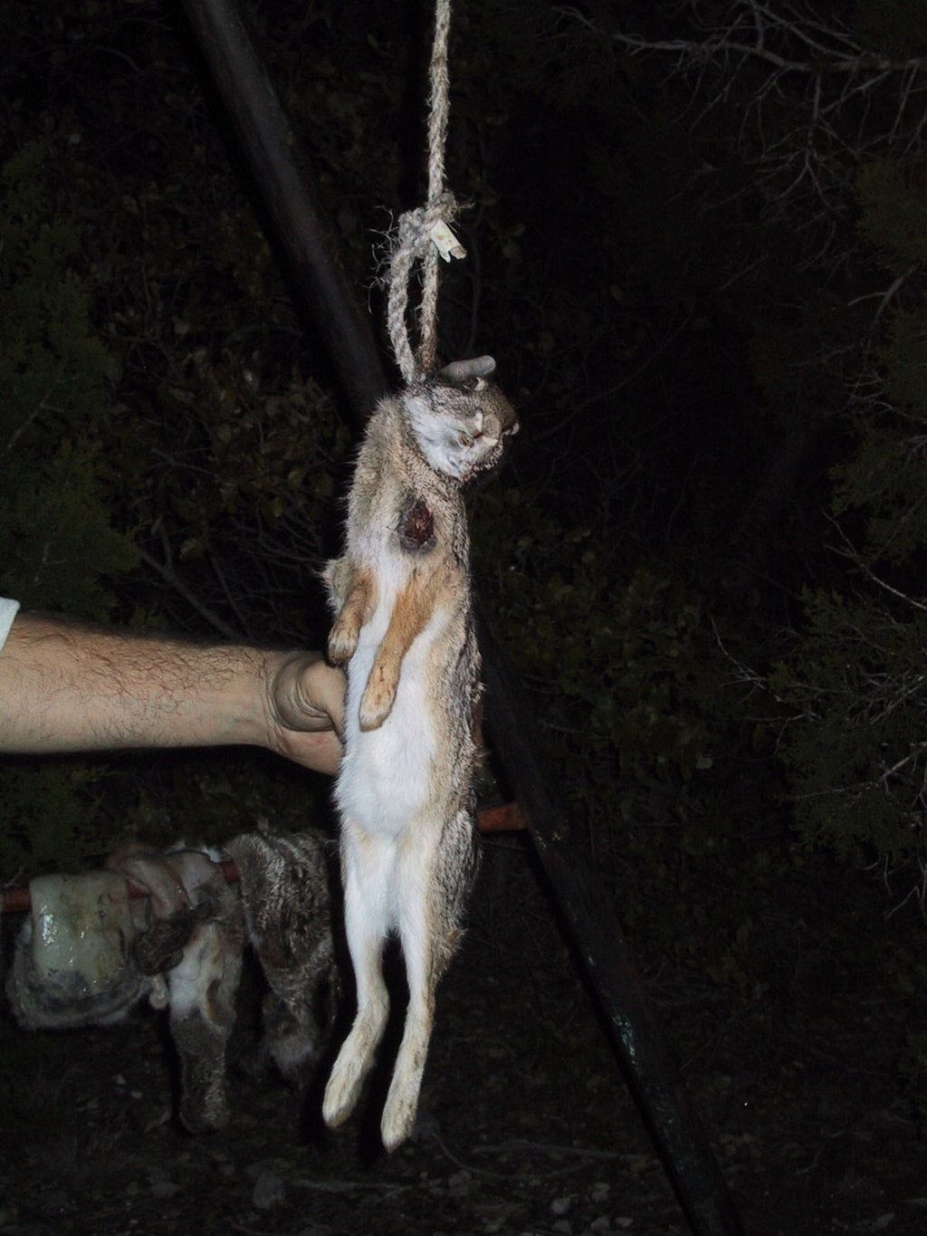2002/12(December)/Hunting-Camping/1024x768_2002-12-12-Texas-Hunting-27-hung-bunny.jpg