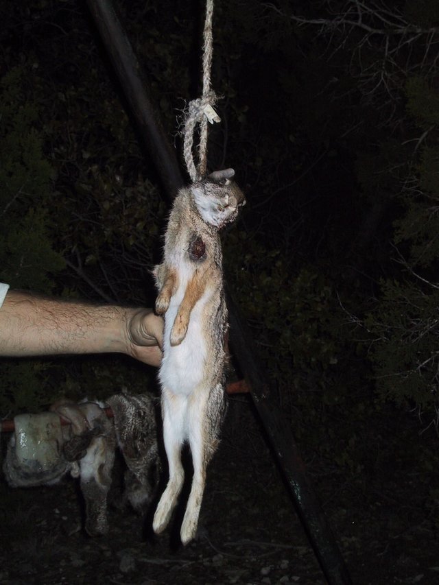 2002/12(December)/Hunting-Camping/640x480_2002-12-12-Texas-Hunting-27-hung-bunny.jpg