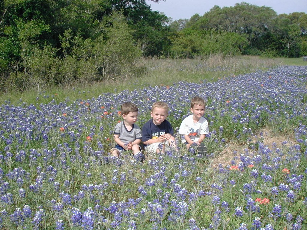 2003-04-13-Blue-Bonnets-02-Veloway-Chance-Vale-Dax.JPG