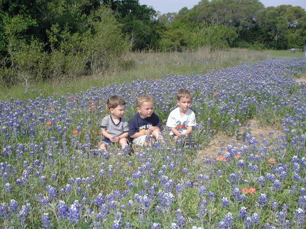 2003-04-13-Blue-Bonnets-03-Veloway-Chance-Vale-Dax.JPG