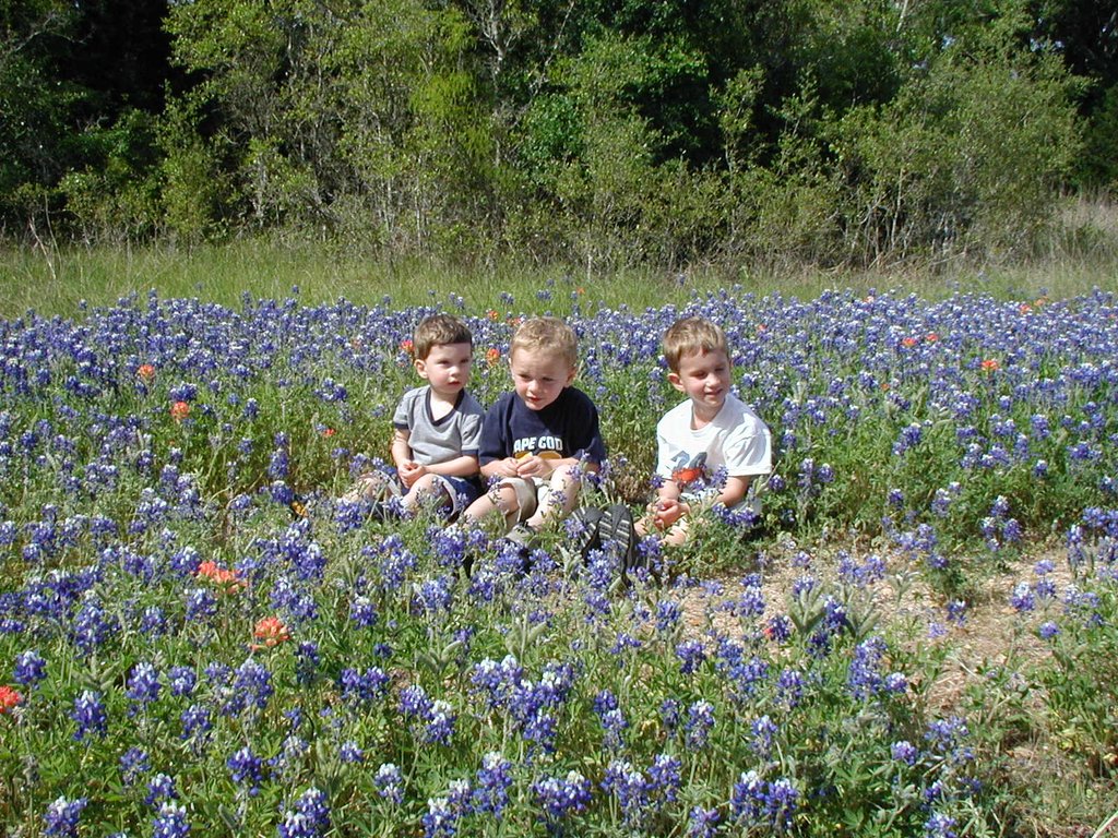 2003/04(April)/Misc/1024x768_2003-04-13-Blue-Bonnets-05-Veloway-Chance-Vale-Dax.JPG