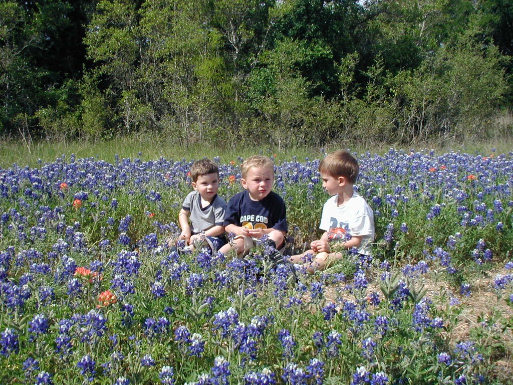 2003-04-13-Blue-Bonnets-06-Veloway-Chance-Vale-Dax.JPG
