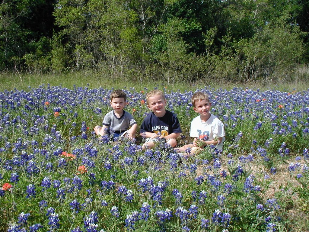 2003-04-13-Blue-Bonnets-08-Veloway-Chance-Vale-Dax.JPG