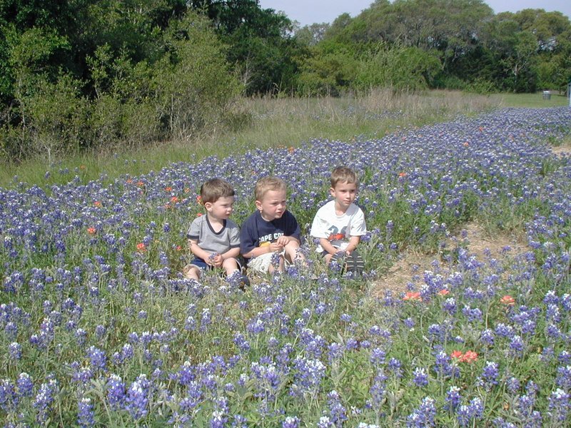 2003-04-13-Blue-Bonnets-03-Veloway-Chance-Vale-Dax.JPG