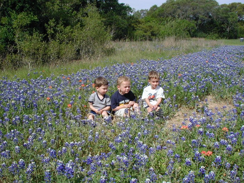2003/04(April)/Misc/800x600_2003-04-13-Blue-Bonnets-04-Veloway-Chance-Vale-Dax.JPG