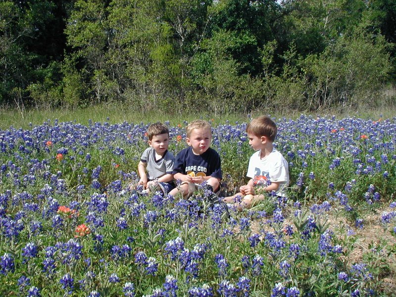 2003/04(April)/Misc/800x600_2003-04-13-Blue-Bonnets-06-Veloway-Chance-Vale-Dax.JPG