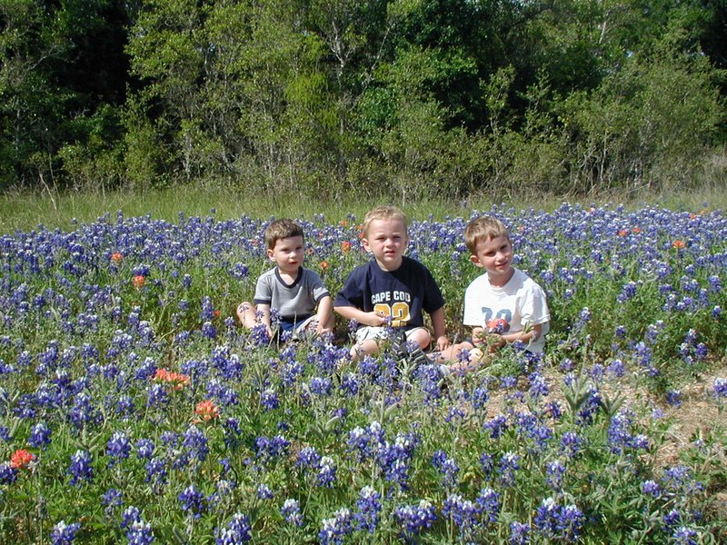 2003/04(April)/Misc/800x600_2003-04-13-Blue-Bonnets-09-Veloway-Chance-Vale-Dax.JPG