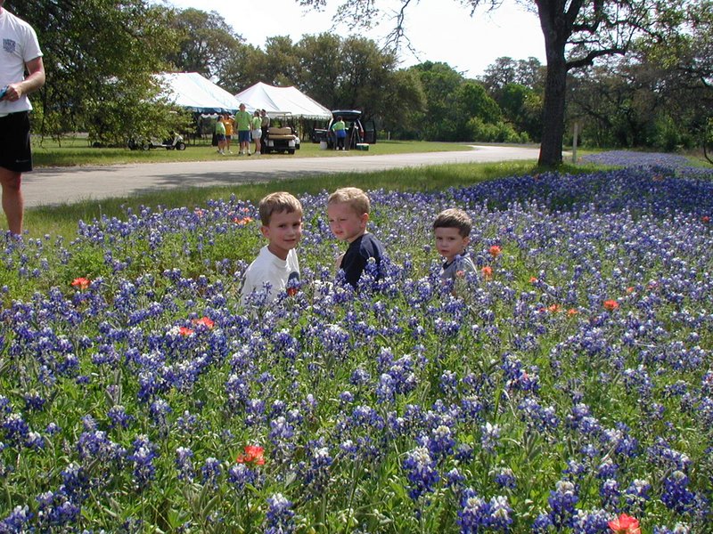2003/04(April)/Misc/800x600_2003-04-13-Blue-Bonnets-10-Veloway-Chance-Vale-Dax.JPG
