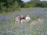 2003-04-13-Blue-Bonnets-03-Veloway-Chance-Vale-Dax.JPG