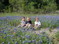 2003-04-13-Blue-Bonnets-05-Veloway-Chance-Vale-Dax.JPG
