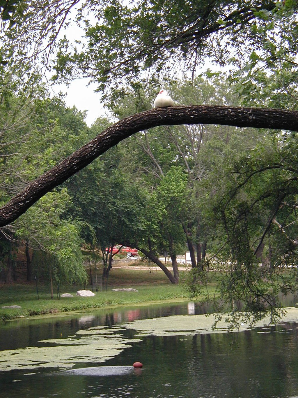 2003/05(May)/Zane-Bday/1024x768_2003-05-04-Zane-Bday-03-Duck-in-tree.JPG