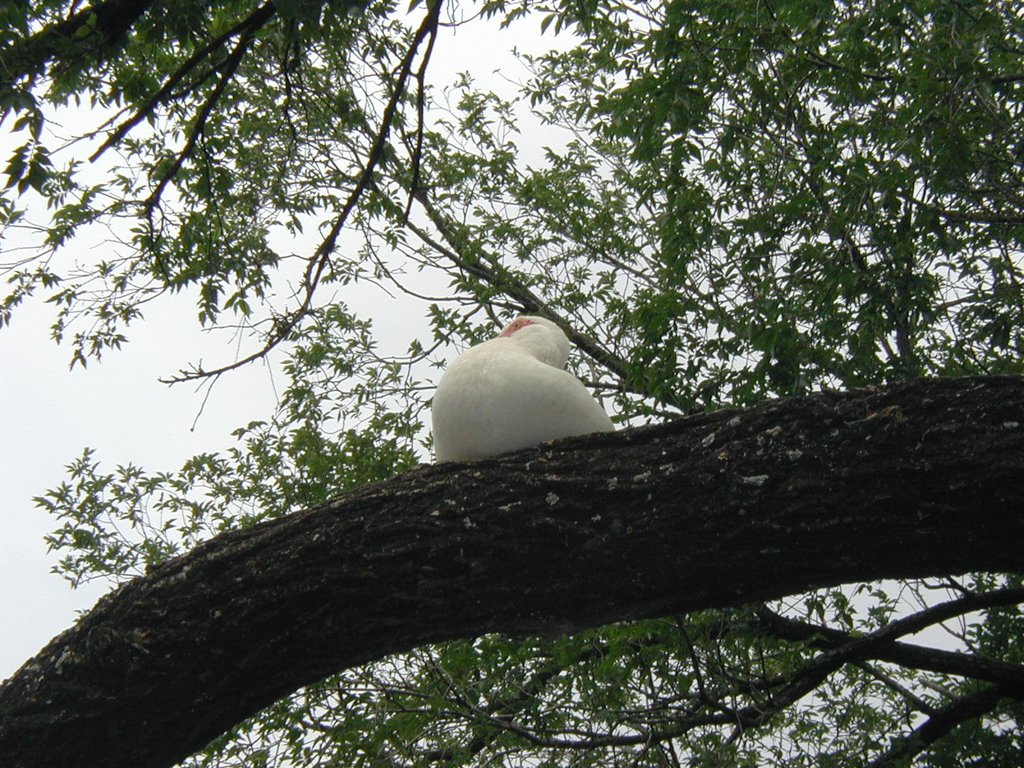 2003/05(May)/Zane-Bday/1024x768_2003-05-04-Zane-Bday-04-Duck-in-tree.JPG
