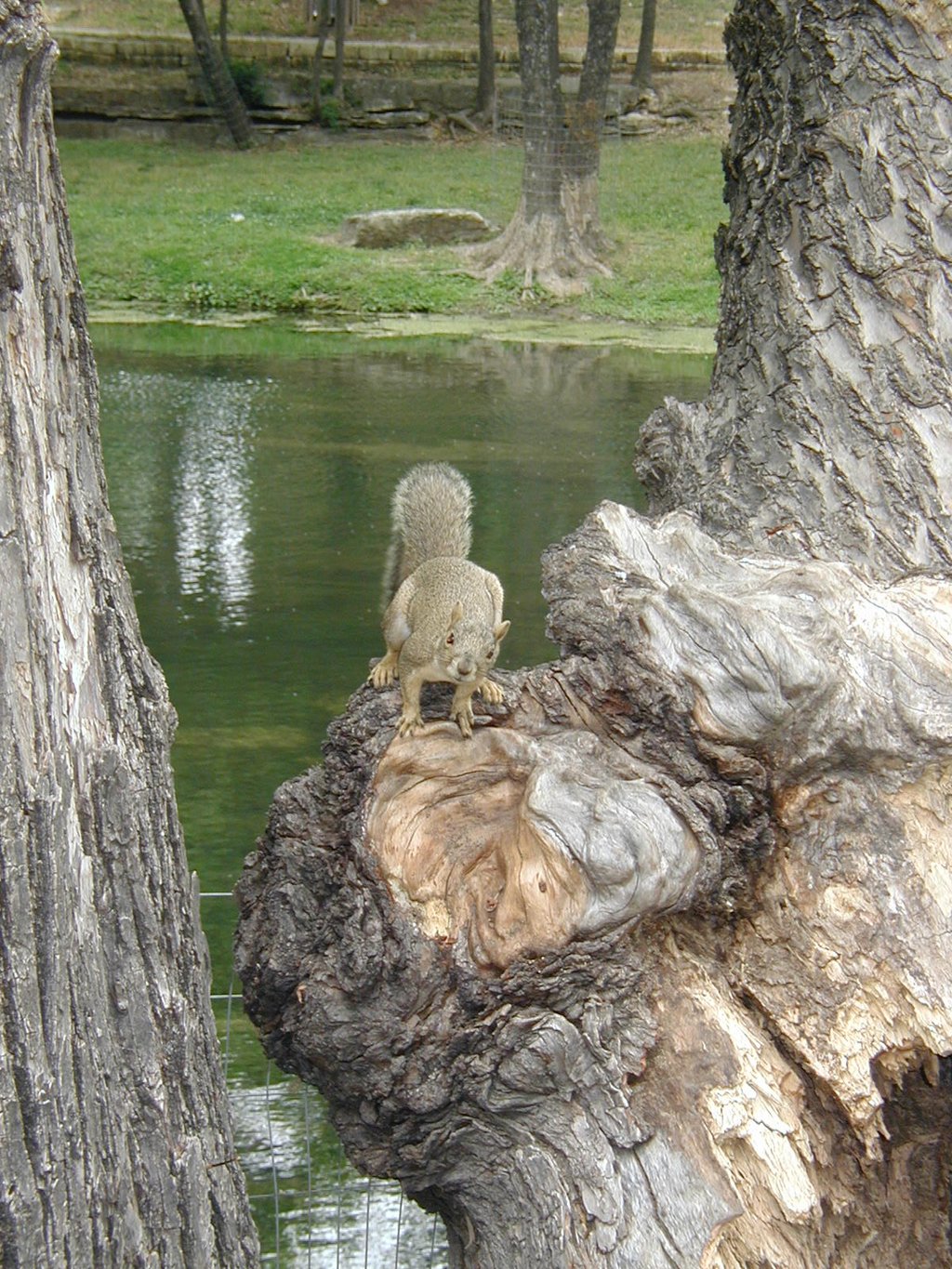 2003/05(May)/Zane-Bday/1024x768_2003-05-04-Zane-Bday-11-squirrel.JPG
