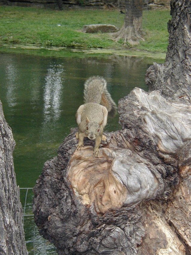 2003/05(May)/Zane-Bday/640x480_2003-05-04-Zane-Bday-12-squirrel.JPG