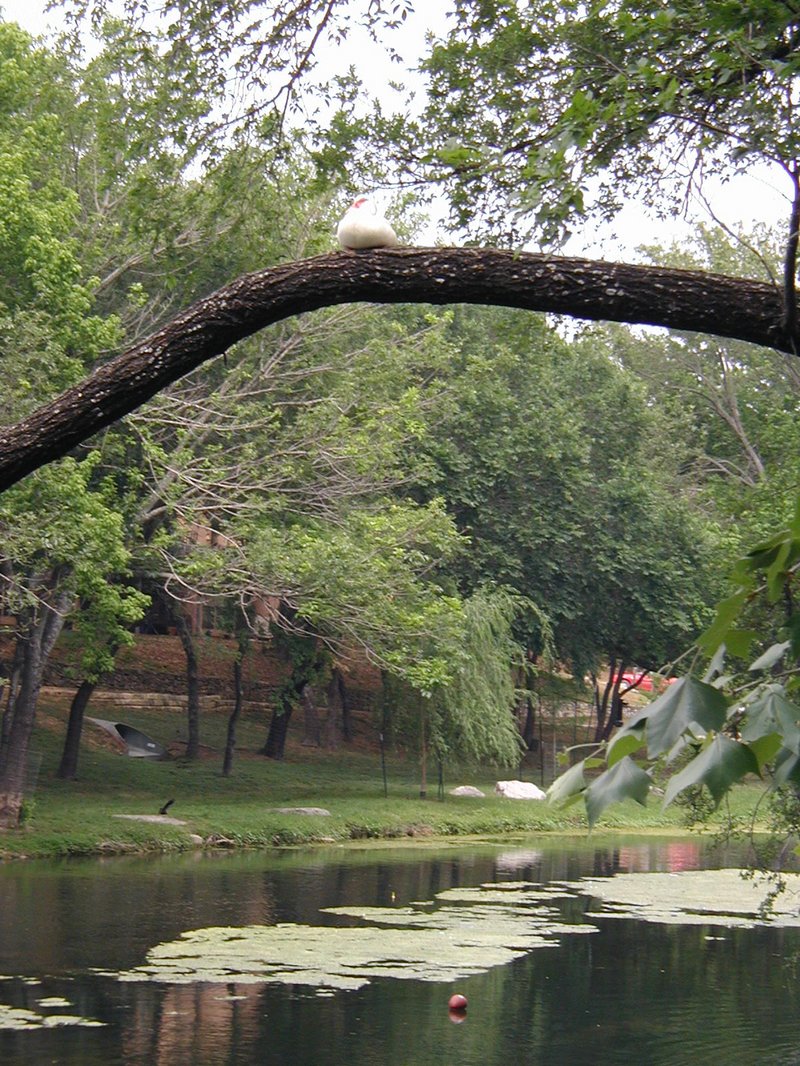 2003/05(May)/Zane-Bday/800x600_2003-05-04-Zane-Bday-02-Duck-in-tree.JPG
