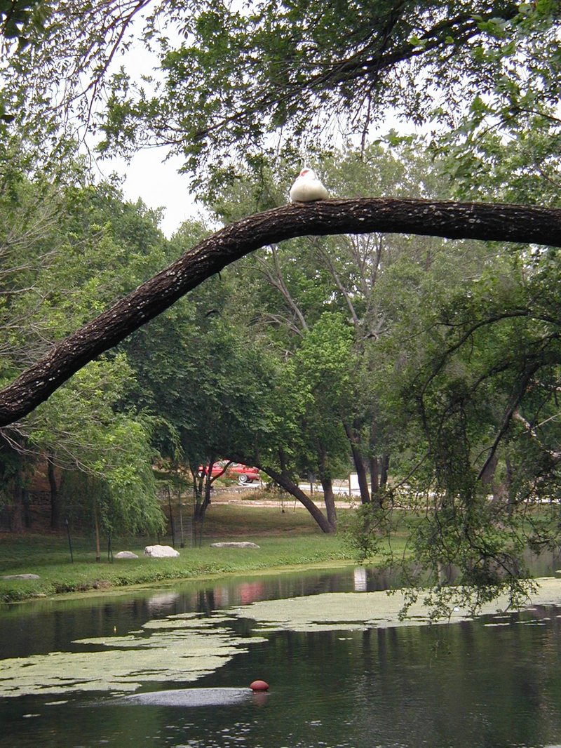2003/05(May)/Zane-Bday/800x600_2003-05-04-Zane-Bday-03-Duck-in-tree.JPG