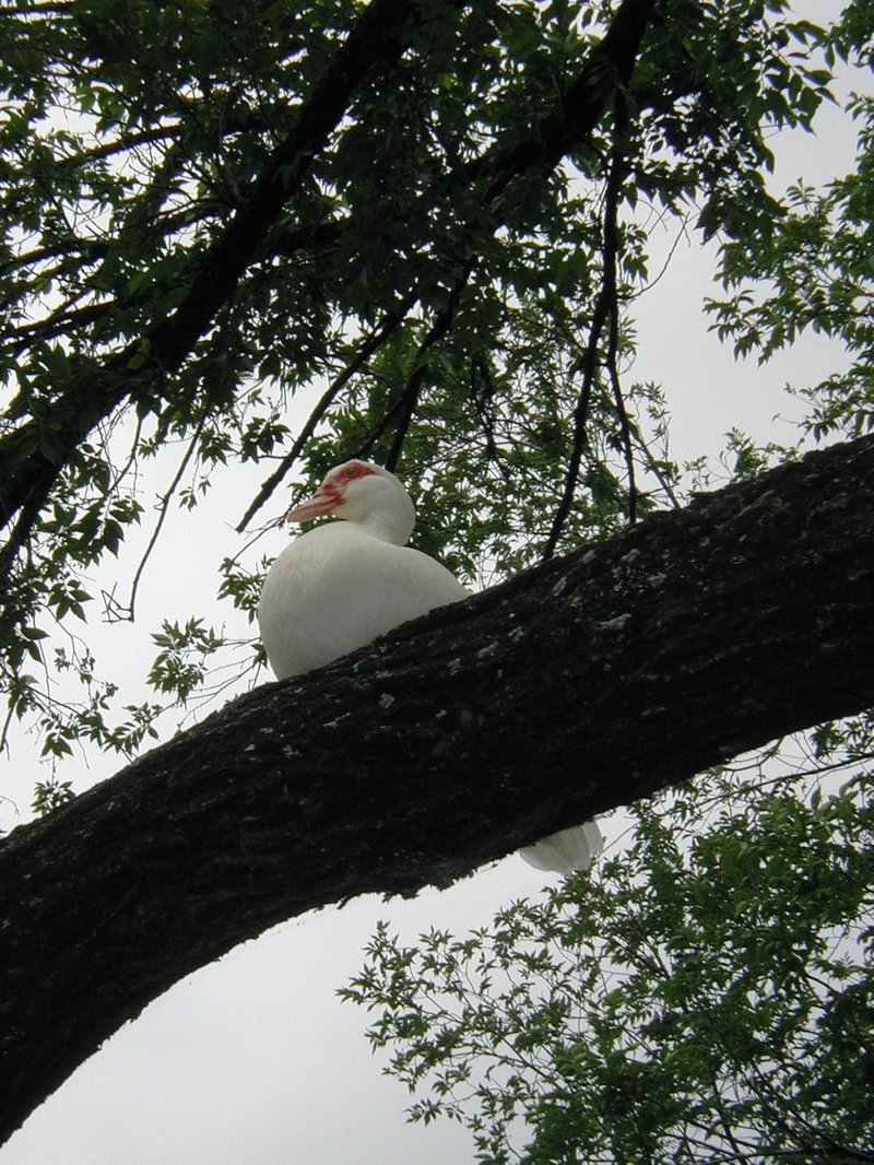 2003/05(May)/Zane-Bday/800x600_2003-05-04-Zane-Bday-05-Duck-in-tree.JPG