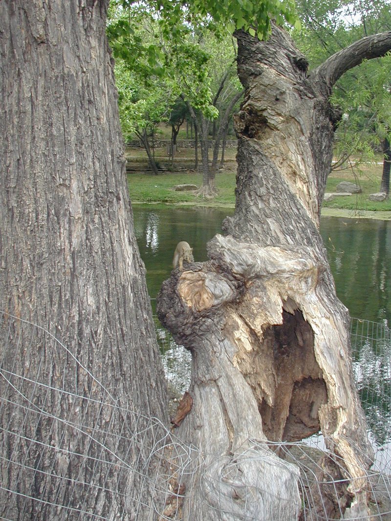 2003/05(May)/Zane-Bday/800x600_2003-05-04-Zane-Bday-10-squirrel.JPG
